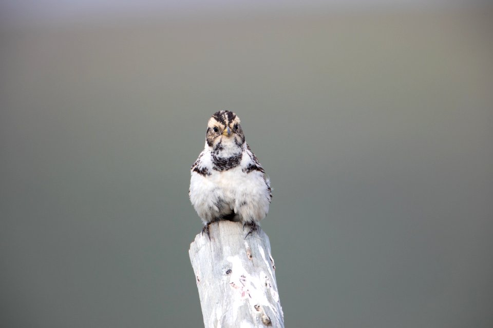 Lapland longspur female