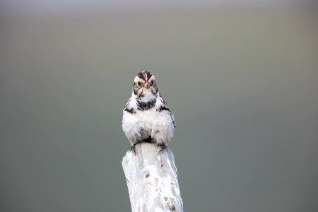 Lapland longspur female photo