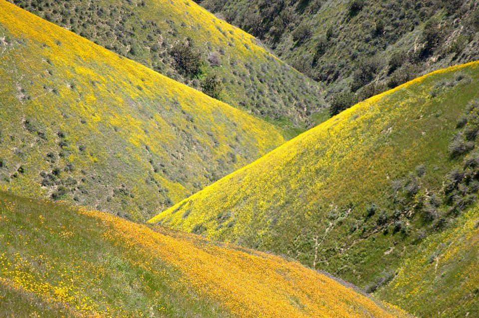 CALIENTE PEAK WILDFLOWERS-7