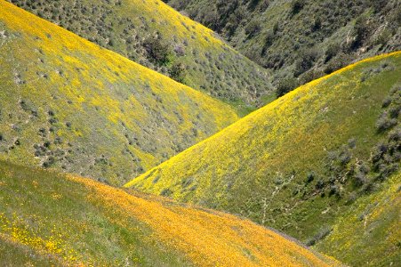 CALIENTE PEAK WILDFLOWERS-7