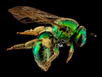 Augochloropsis metallica, F, Side, U 2013-06-19-14.20.50 ZS PMax