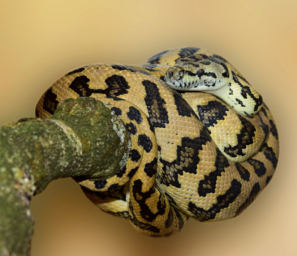 Nature scale pattern