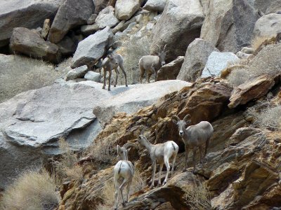 Endangered Peninsular bighorn sheep ewes photo