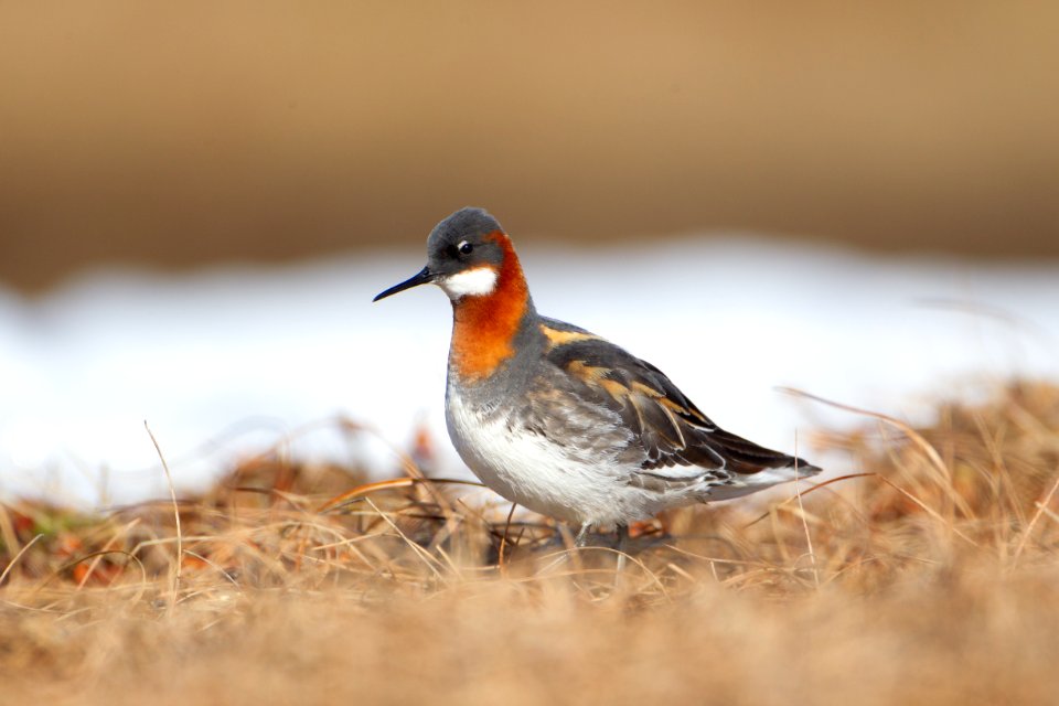 Red-necked phalarope female