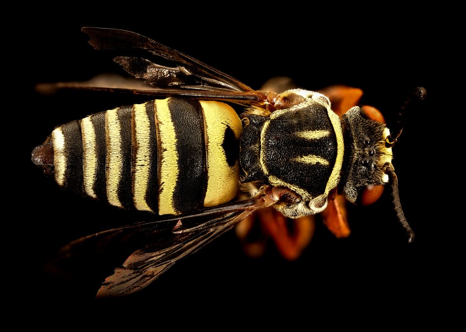 Triepeolus distinctus, m, anne arundel co, md, back 2016-08-31-17.40