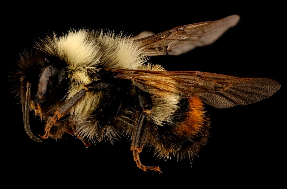 Bombus affinis, m, side, tucker county allstar 2018 wv 2018-11-01-11.56.23 ZS PMax UDR