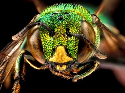 Ceratina-smaragdula,male,-face 2012-06-13-16.37.19-ZS-PMax photo