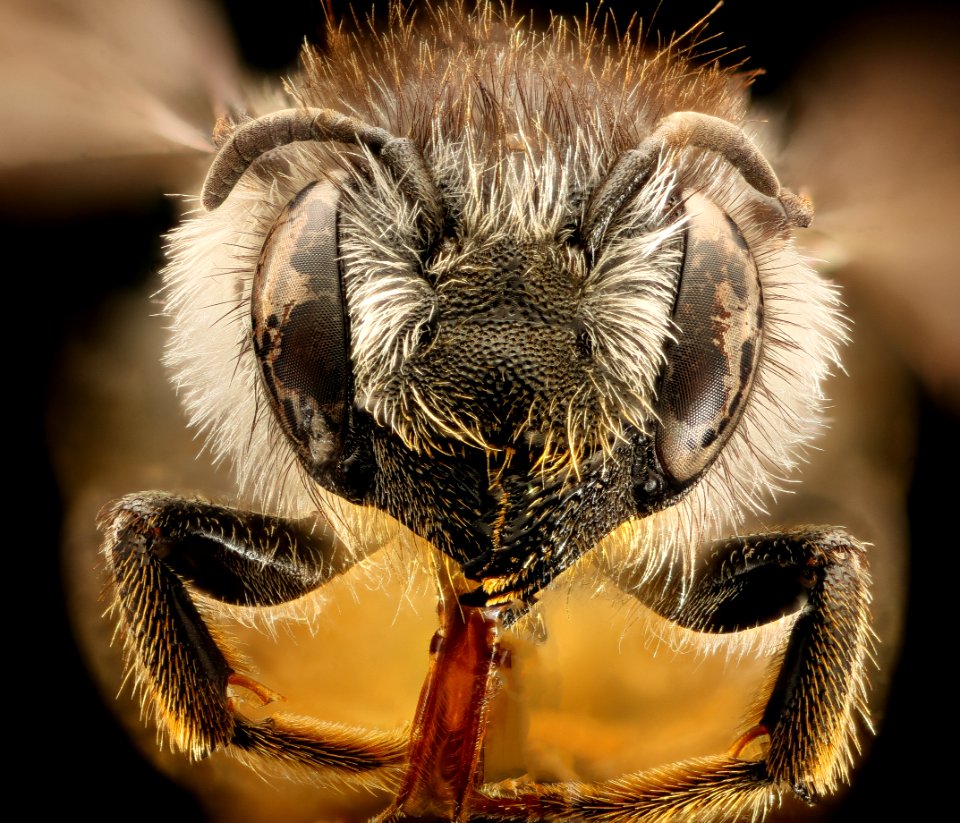 Megachile relativa, female, face, Mariposa, Ca, 2017-07-13-16.25