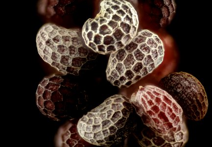 Poppy Seed 2016-10-31-16.12