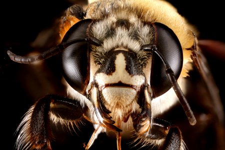 Centris-poecila,-female,-face 2012-06-29-15.40.32-ZS-PMax