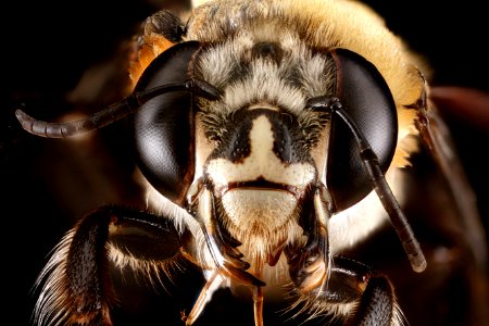 Centris-poecila,-female,-face 2012-06-29-15.40.32-ZS-PMax photo