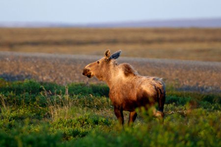 Moose on tundra photo