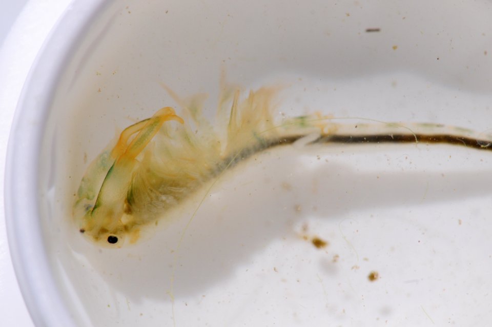 Vernal Pool fairy shrimp photo