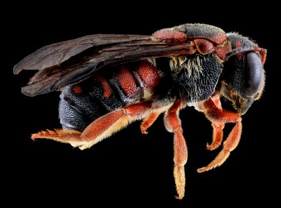 Dianthidium floridiense, Female, Side, FL, Broward County 2013-11-15-18.07.54 ZS PMax