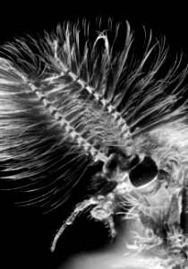 Midge Black and White 2015-04-14-20.51.59 ZS PMax