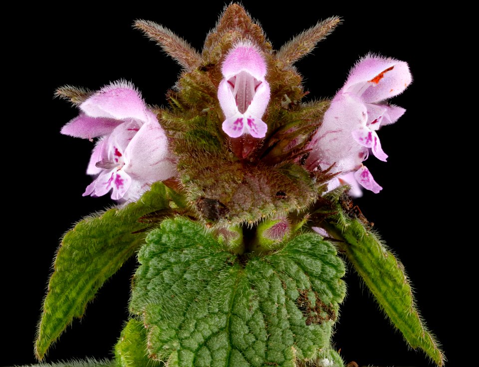 Lamium purpureum, U, front 2013-03-12-15.46.53 ZS PMax