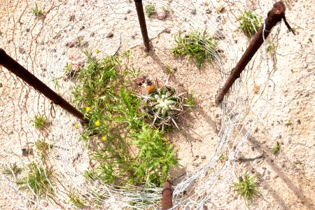 Barrel cactus photo