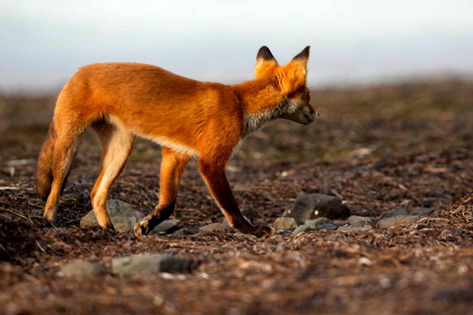 Red fox at Izembek Lagoon