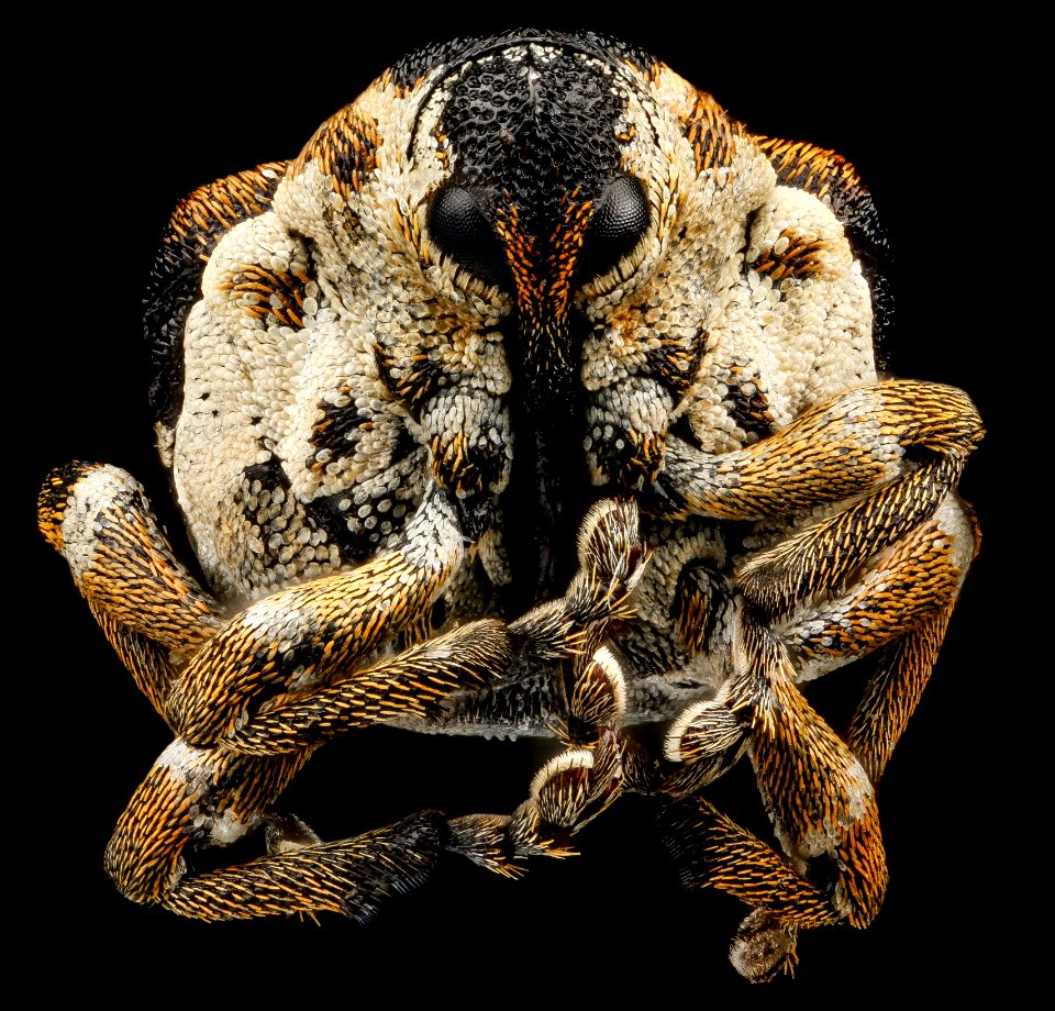 Weevil, U, face, Maryland, Chino Farm 2013-04-19-15.32.52 ZS PMax