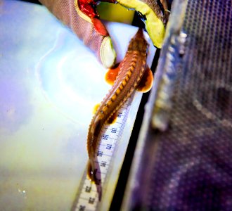 Night green sturgeon survey 2017-12-07 (44)
