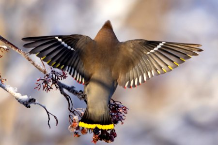 Bohemian waxwings photo