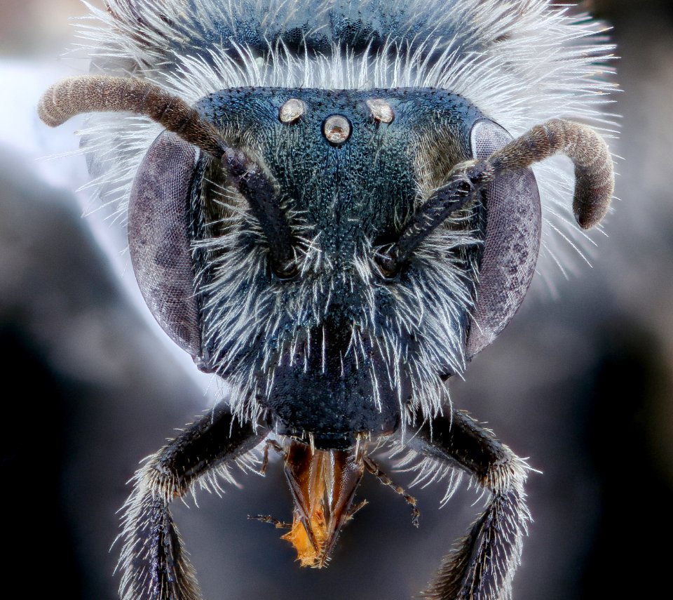 Andrena polemonii, f, face, New Castle co., Delaware 2020-08-18-17.04.28 ZS PMax UDR