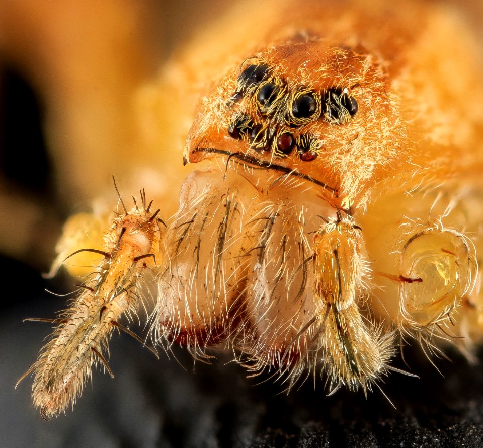 Grass spider, Back, MD, Beltsvile 2013-09-28-17.10.08 ZS PMax photo