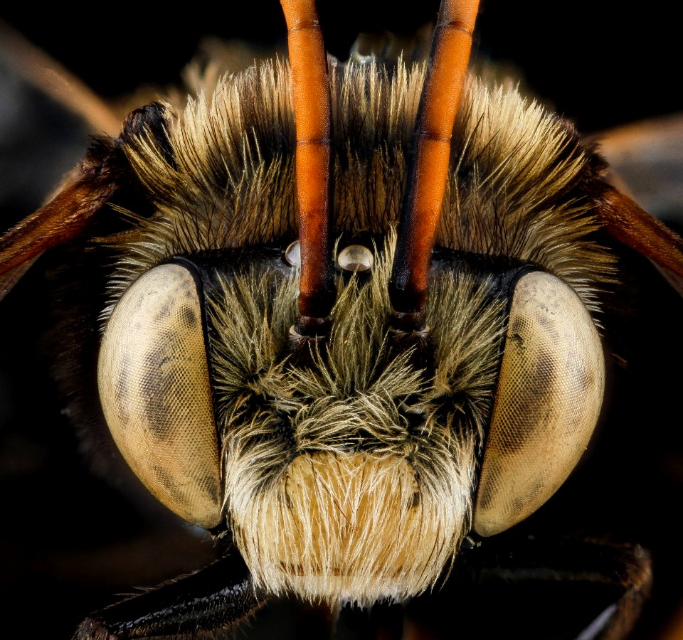 Melissodes bimaculata?, M, face, Florida, Miami-Dade County 2013-02-21-14.15.10 ZS PMax