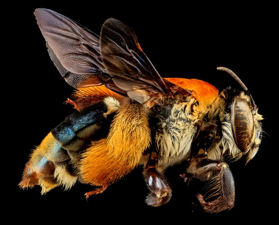 Centris decolorata, F, Side, Puerto Rico 2013-07-04-12.37.24 ZS PMax