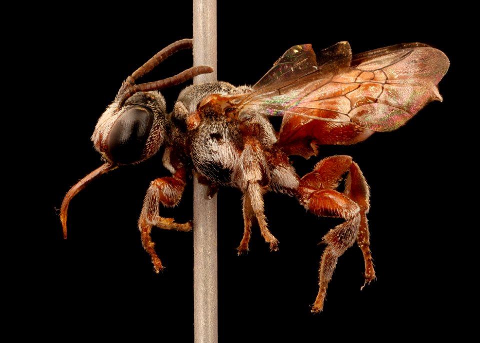 Triopasites species, m, left side, Cochise Co., AZ 2017-03-09-11.43