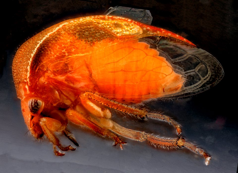 Treehopper Hand Sanitizer, U, side, Dominican Republic 2012-12-11-14.17.47 ZS PMax photo