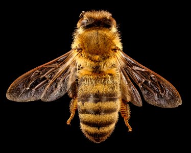 Apis mellifera, dark body, back, beltsville, md 2017-05-26-15.01