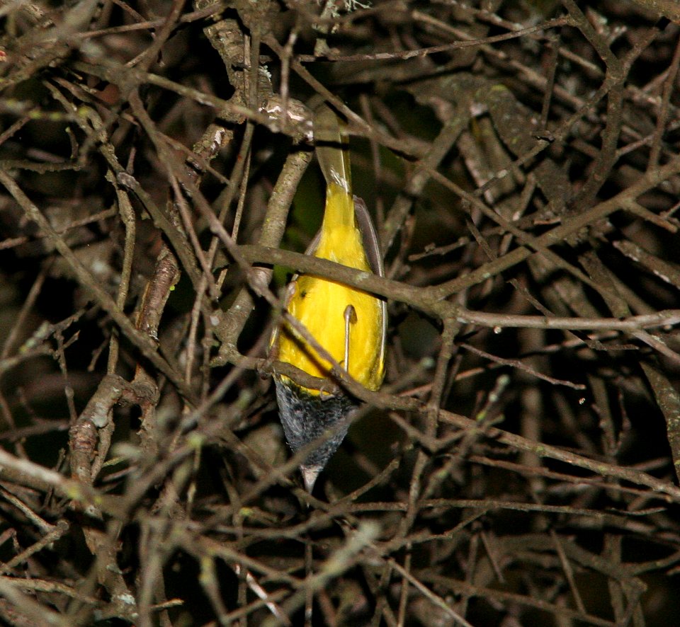 WARBLER, MACGILLIVRAY'S (5-2-07) slo co, ca