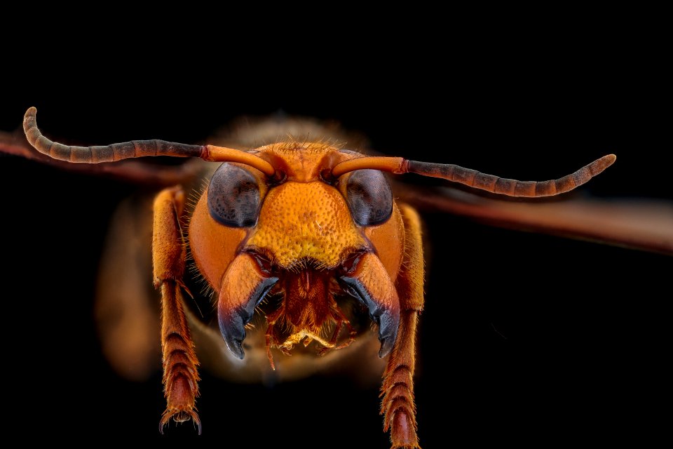 murder hornet, f, face front 2020-10-01-18.49.11 ZS PMax UDR