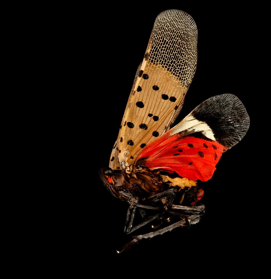 Spotted Lanternfly, left side 2017-06-16-16.56