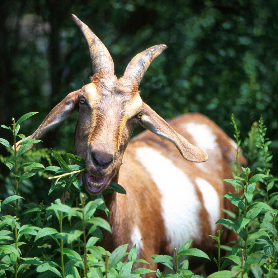 Nature horns head