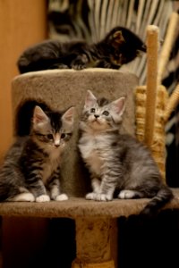 Chatons GALIT 13.12.2015 - Février 2016