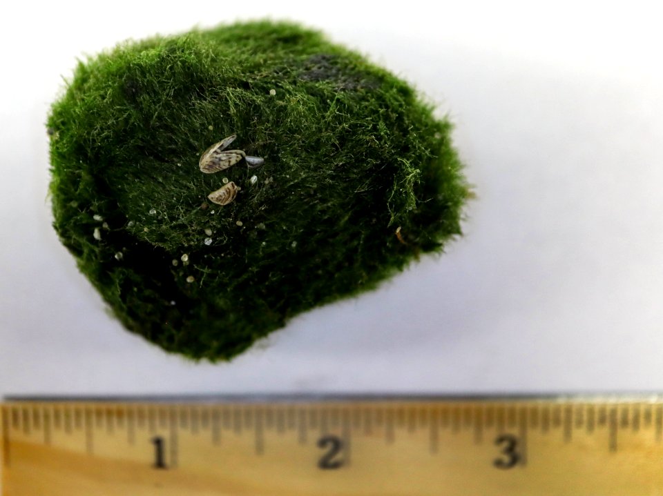 Zebra Mussels and Moss Balls