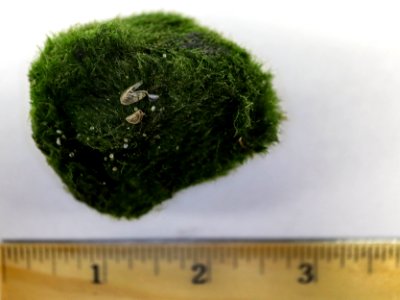 Zebra Mussels and Moss Balls