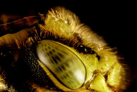 10x Nomada eye 2015-04-13-17.41.16 ZS PMax photo