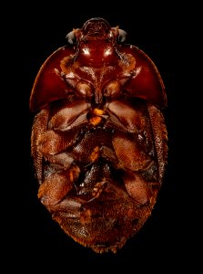 Small Hive Beetle, front, beltsville, md 2017-05-25-15.43