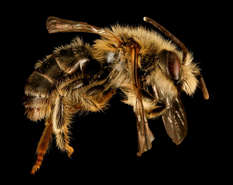 Melitta melittoides, m, side, Anne Arundel Co, MD 2015-12-08-15.12