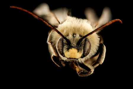 Melissodes rivalis,m,face,Lincoln Co, WY 2016-02-25-11.24