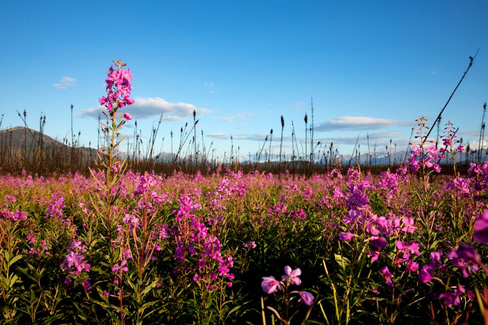 Kenai Fireweed in August