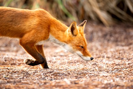 Red fox at Izembek Lagoon