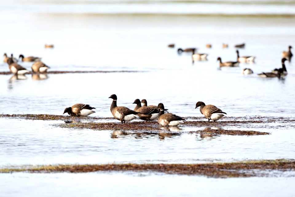 Black Brant at Izembek Lagoon photo