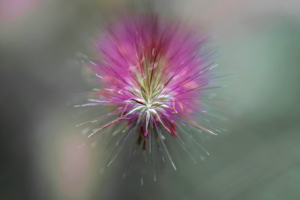 Blumen gehen immer