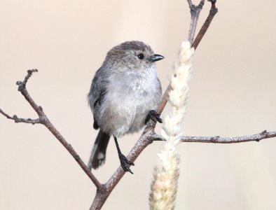 BUSHTIT, COMMON (7-14-09) male, morro bay, slo co, ca -01