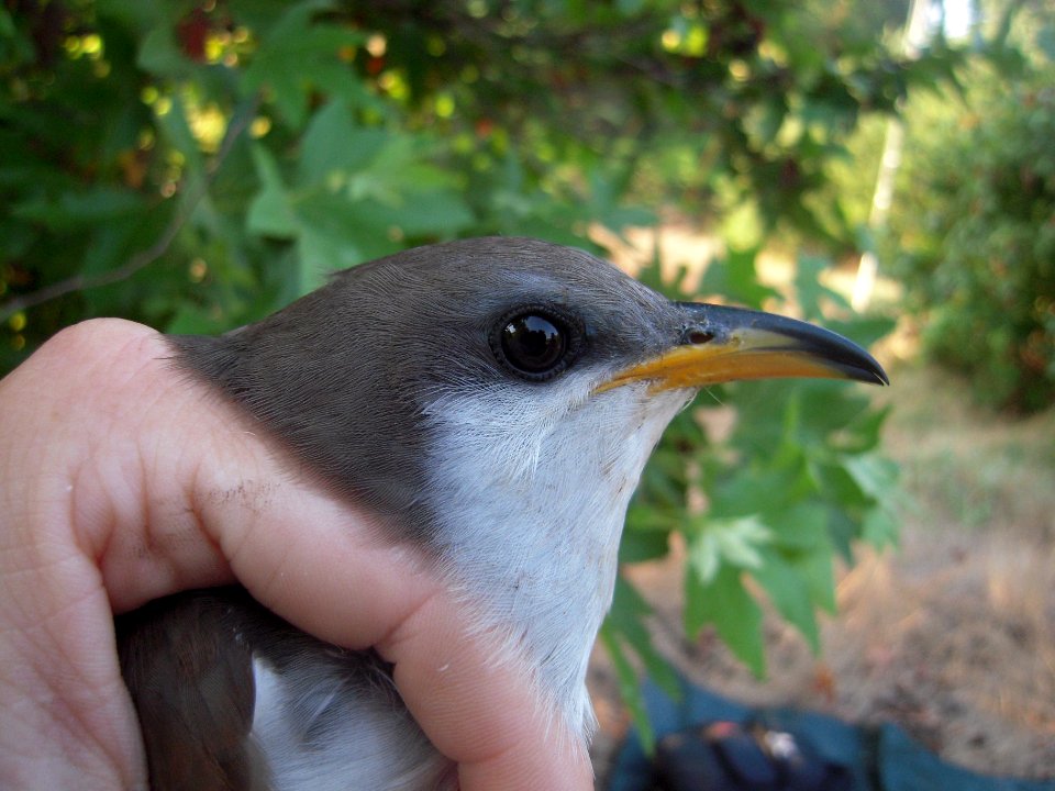 Yellow-billed cuckoo