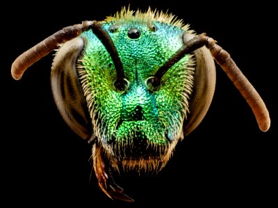 Agapostemon splendens, f, head, anne arundel county, md 2014-07-09-13.37.57 ZS PMax photo